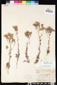 Phacelia crenulata var. ambigua image