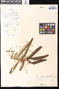 Thrixspermum centipeda image