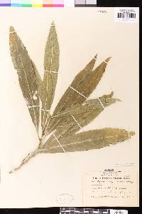 Agrostistachys indica image