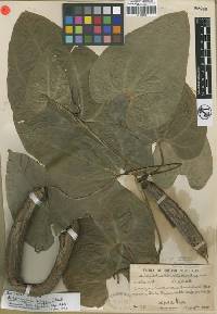 Image of Aristolochia leuconeura