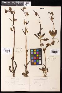 Image of Ophrys apifera
