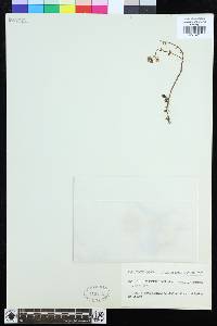 Sedum brevifolium image