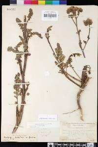Phacelia crenulata var. crenulata image