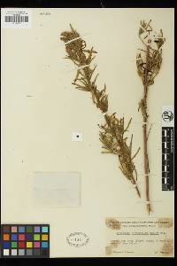 Artemisia dracunculus image