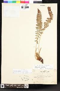 Polystichum scopulinum image