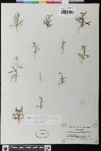 Thysanocarpus conchuliferus image
