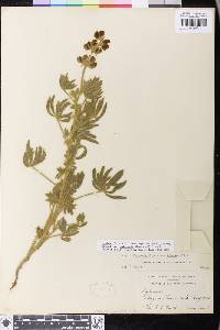 Lupinus formosus image