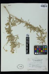 Atriplex canescens image