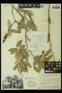 Quercus brandegeei image