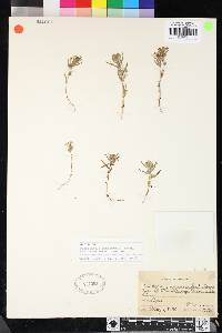 Castilleja campestris subsp. succulenta image