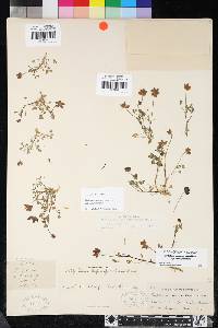 Trifolium depauperatum var. depauperatum image