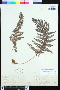 Dryopteris arguta image