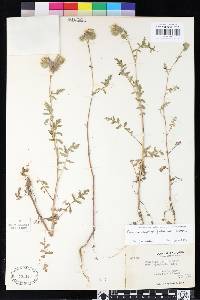 Phacelia cicutaria image