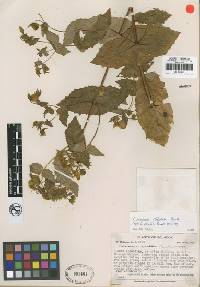 Image of Calceolaria dilatata