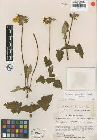 Image of Calceolaria grandiflora