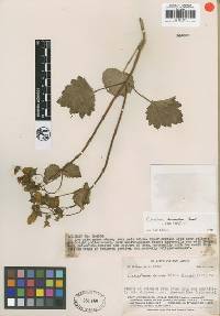 Image of Calceolaria anisanthera