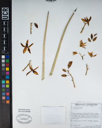 Yucca brevifolia image
