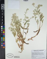 Cryptantha barbigera image