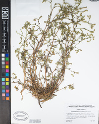 Cryptantha dumetorum image