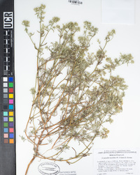 Cryptantha maritima image