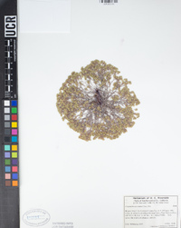 Eremocarya micrantha image