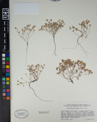 Eremocarya micrantha image