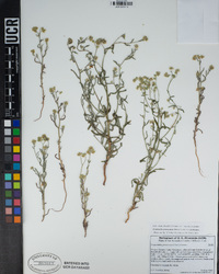 Cryptantha pterocarya image