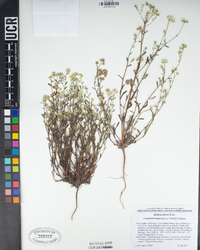 Cryptantha utahensis image