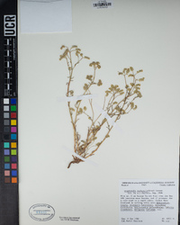 Cryptantha utahensis image