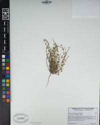 Pectocarya linearis image
