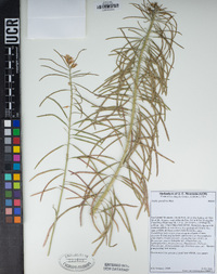 Boechera sparsiflora image