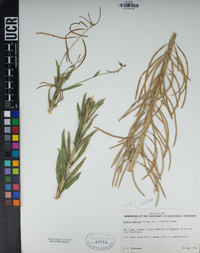 Boechera sparsiflora image