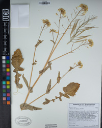 Brassica rapa image