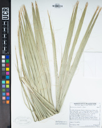 Washingtonia robusta image