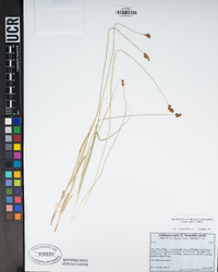 Carex abrupta image