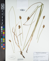 Carex harfordii image