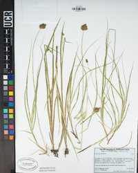 Carex hoodii image