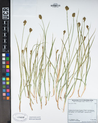 Carex illota image