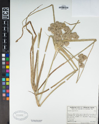 Cyperus eragrostis image