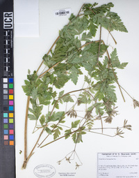 Osmorhiza brachypoda image