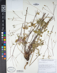 Osmorhiza berteroi image