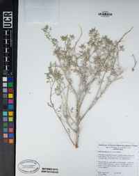 Ambrosia dumosa image