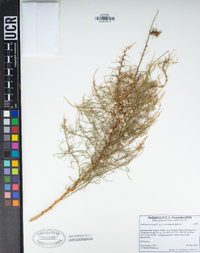 Ambrosia salsola image