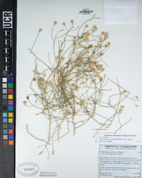 Leucosyris carnosa image