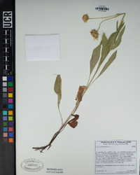 Arnica chamissonis image