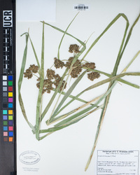 Scirpus microcarpus image