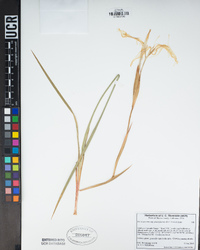 Iris tenuissima image