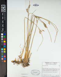 Juncus balticus image