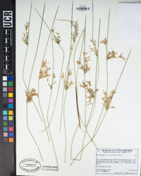 Juncus exiguus image