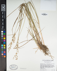 Juncus macrophyllus image